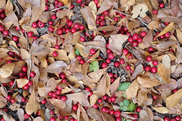 Red Berries in Autumn Floor