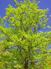 公園の芽吹きの木と青空