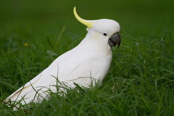 Cockatoo Portrait as it Feeds on the Grass