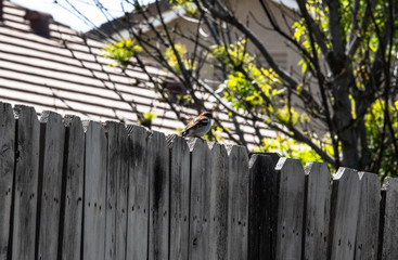 Small bird on a wooden fence 