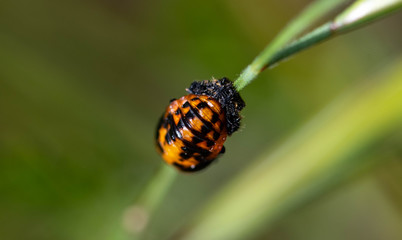 Orange and black bug on a blade of grass