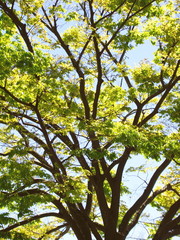 青空と芽吹きの欅