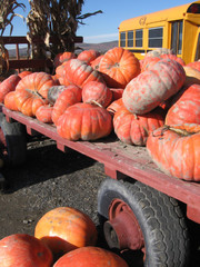 Pumpkins on Cart with School Bus
