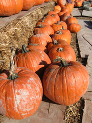 Rows of Pumpkins