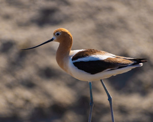 Hunting Avocet