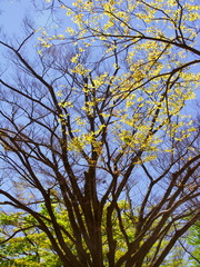 逆光の公園の欅と青空