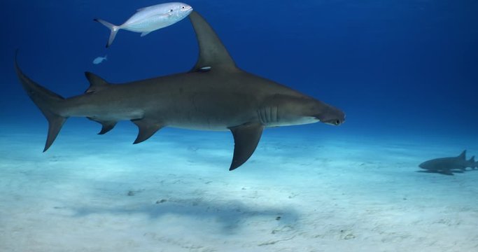 Great Hammerhead shark is a solitary predator often found in shallow water.
