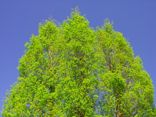 若葉のメタセコイアと青空