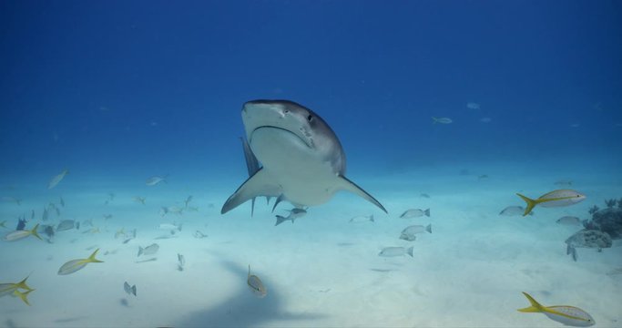 Tiger shark is an apex predator in the ocean