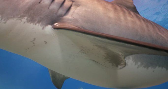 Tiger shark is an apex predator in the ocean