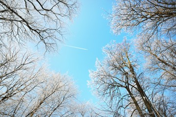 Low angle view of the old city park after a blizzard, tree trunks close-up. Hoar frost on branches. Clear blue sky with plane tracks. Warm sunlight. Latvia