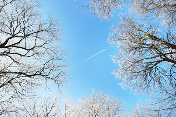Low angle view of the old city park after a blizzard, tree trunks close-up. Hoar frost on branches. Clear blue sky with plane tracks. Warm sunlight. Latvia