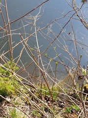 water through the branches