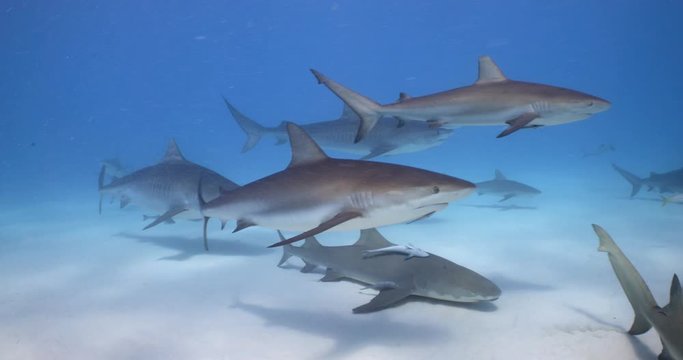 School of shark underwater