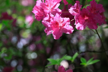 철쭉꽃이 보이는 아름다운 봄풍경