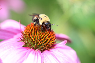 bee on a flower