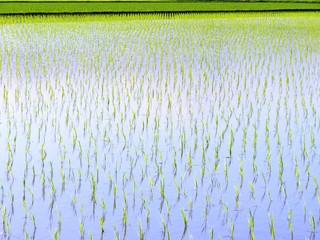 日本の田舎の風景　6月　田植え夕景水鏡