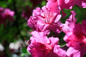 Obraz premium 철쭉꽃이 보이는 아름다운 봄풍경