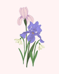Hand-drawn detailed iris and snowdrops vector illustration elements