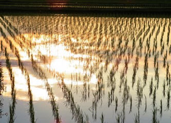 日本の田舎の風景　6月　田植え夕景水鏡