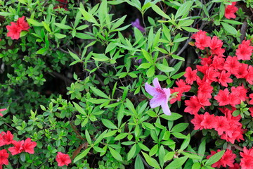 철쭉꽃이 보이는 아름다운 봄풍경