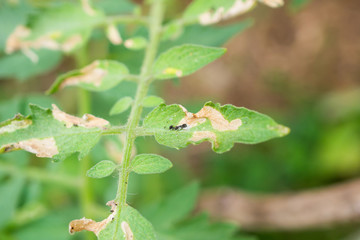 Tomatoes plant with disease on leaves in vegetable garden
