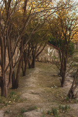 Obraz premium En pleno desierto de Atacama, tenemos el Oasis de Calama con un bello parque llamado 