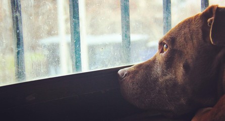 dog looking out window