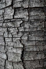 Tree Bark Cracks