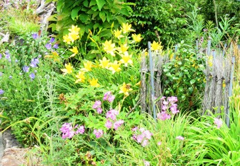 Fototapeta na wymiar 日本の田舎の風景　6月　野の花　ヒメカンゾウ