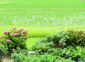 日本の田舎の風景　6月　初夏の田舎