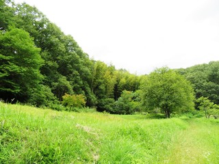 Obraz premium 日本の田舎の風景 6月 柿の木