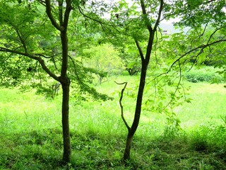 日本の田舎の風景　6月　もみじ