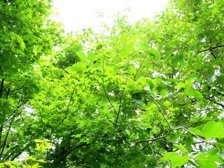 日本の田舎の風景　6月　柿の木