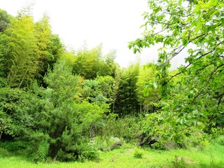 日本の田舎の風景　6月　初夏の山