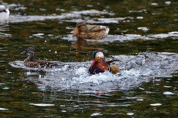 オシドリオスの着水シーン＠鳥取