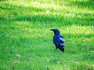 Raven in Grass