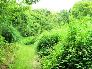 日本の田舎の風景　6月　初夏の山