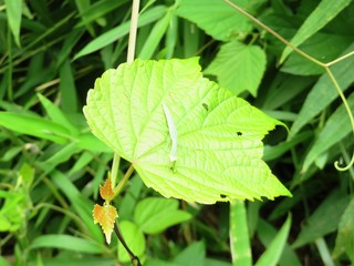 日本の田舎の風景　6月　　カマキリの子ども