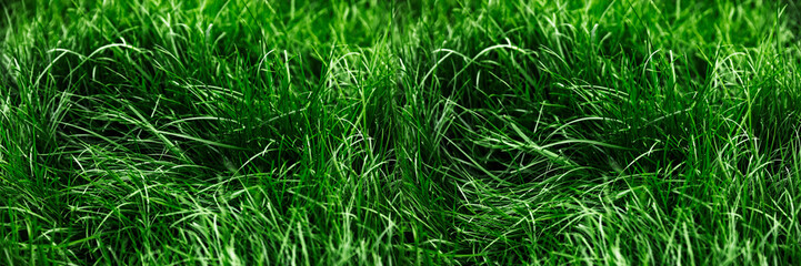 Natural green grass background, fresh lawn top view