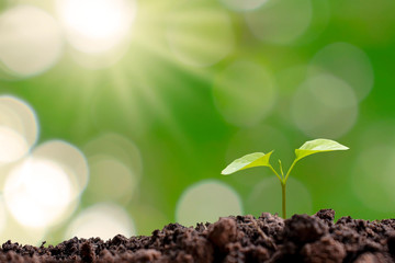 Small trees that grow on the ground, concepts of plant growth and investment for agriculture..