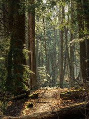 Obraz premium OLYMPUS DIGITAL CAMERA