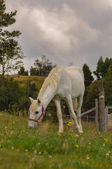 Fototapeta premium Caballo sobre césped. 
