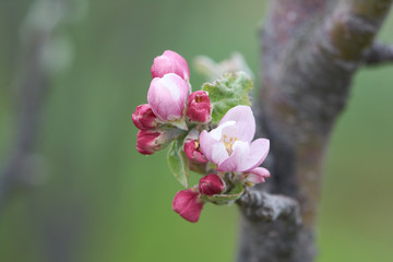 Sweet pink flowers blooming apple-tree, apple in the spring garden. Blossoming fruit tree.