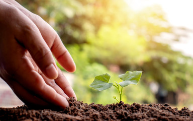 Close-up of both hands of farmers, pay attention to small plants by putting the soil in seedlings that are planted on the ground.