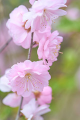 Sweet pink flowers blooming Louiseania triloba, Prunus triloba, Amygdalus triloba in the spring garden. Blossoming tree.