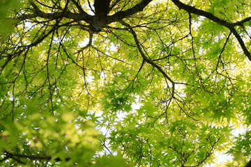 하늘과 나무가 보이는 아름다운 풍경