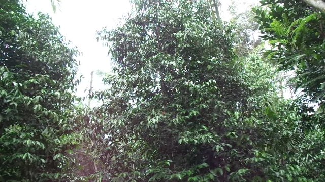 Gnetum gnemon (melinjo, belinjo, kuliat, culiat, bago, bigo, padi oats, paddy oats) tree with natural background.