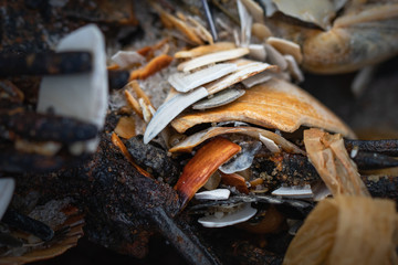 Close up of marine objects on the beach on Long Beach Island, NJ