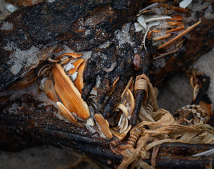 A wet group of various marine objects on the beach at Long Beach Island, NJ